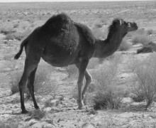 Douz_Sahara's_gateway