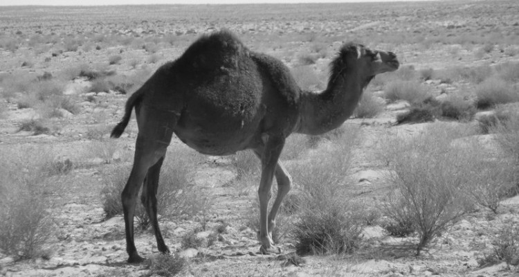 Douz_Sahara's_gateway