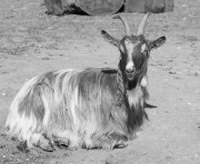 goat-332573_1920