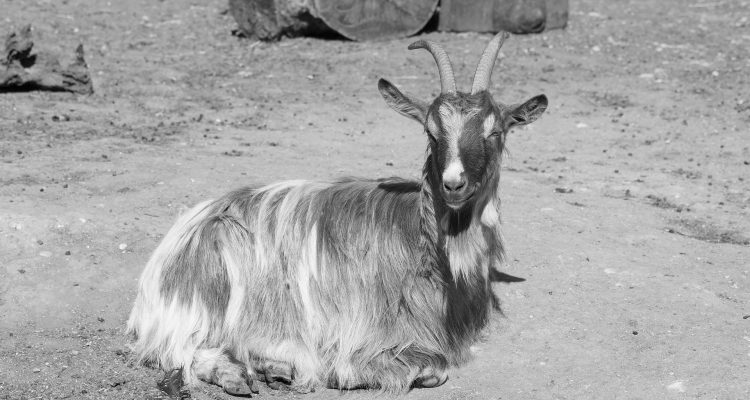 goat-332573_1920